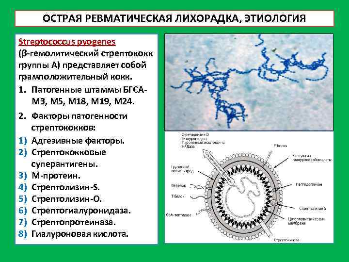 ОСТРАЯ РЕВМАТИЧЕСКАЯ ЛИХОРАДКА, ЭТИОЛОГИЯ Streptococcus pyogenes (β-гемолитический стрептококк группы А) представляет собой грамположительный кокк.