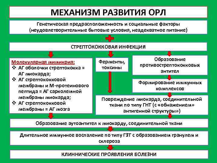 МЕХАНИЗМ РАЗВИТИЯ ОРЛ Генетическая предрасположенность и социальные факторы (неудовлетворительные бытовые условия, неадекватное питание) СТРЕПТОКОККОВАЯ