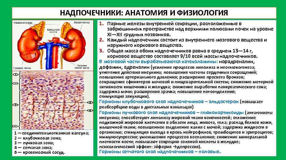 НАДПОЧЕЧНИКИ: АНАТОМИЯ И ФИЗИОЛОГИЯ 1. Парные железы внутренней секреции, расположенные в забрюшинном пространстве над