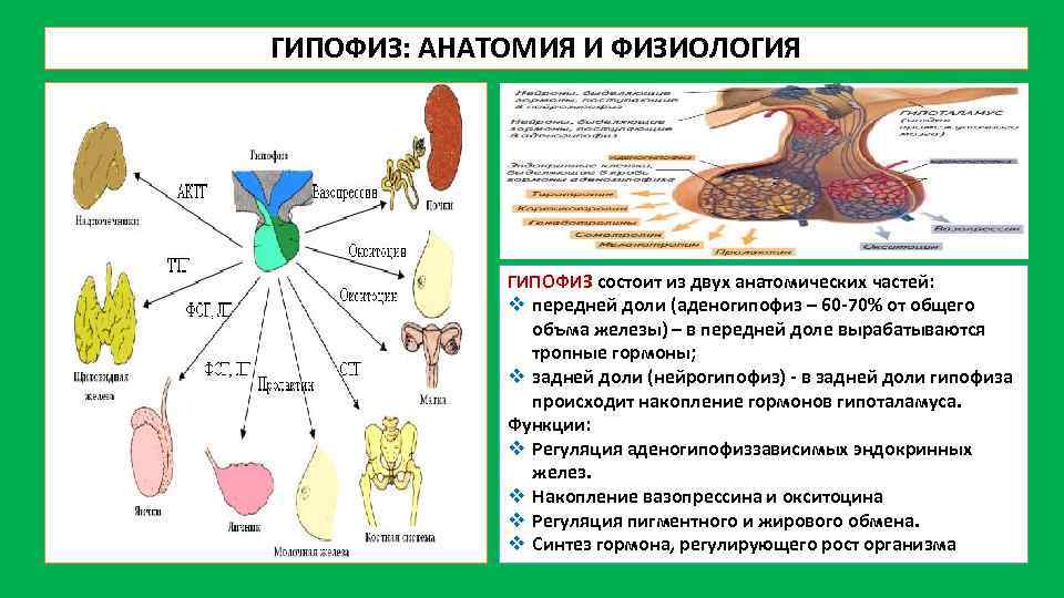 На рисунке изображена схема влияния гипофиза на функционирование щитовидной железы