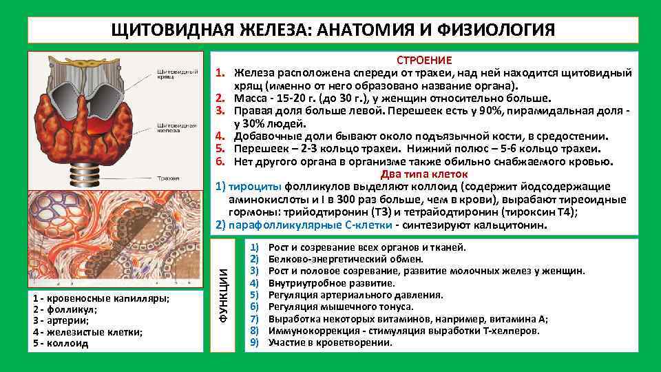 Анатомия щитовидной железы презентация