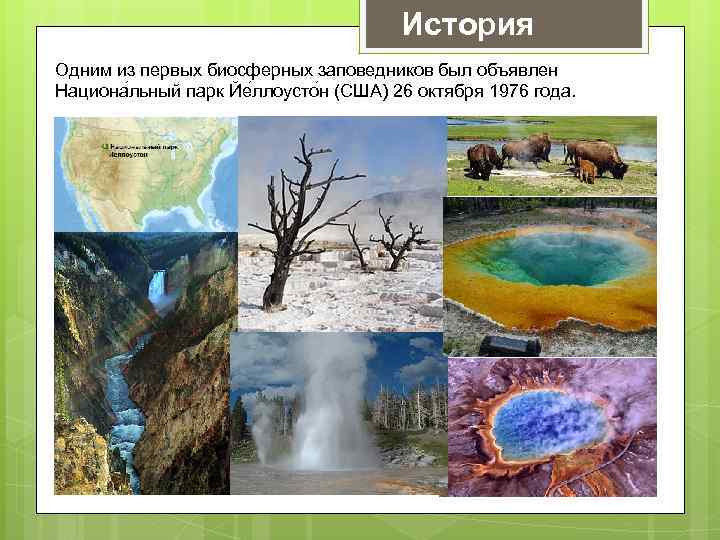История Одним из первых биосферных заповедников был объявлен Национа льный парк Йе ллоусто н