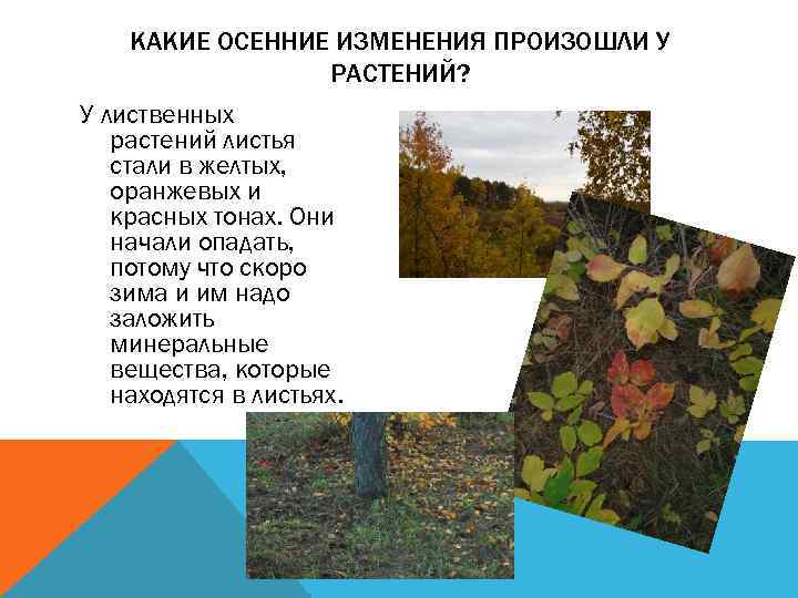 КАКИЕ ОСЕННИЕ ИЗМЕНЕНИЯ ПРОИЗОШЛИ У РАСТЕНИЙ? У лиственных растений листья стали в желтых, оранжевых