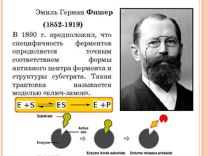 Эмиль Герман Фишер (1852 -1919) В 1890 г. предположил, что специфичность ферментов определяется точным