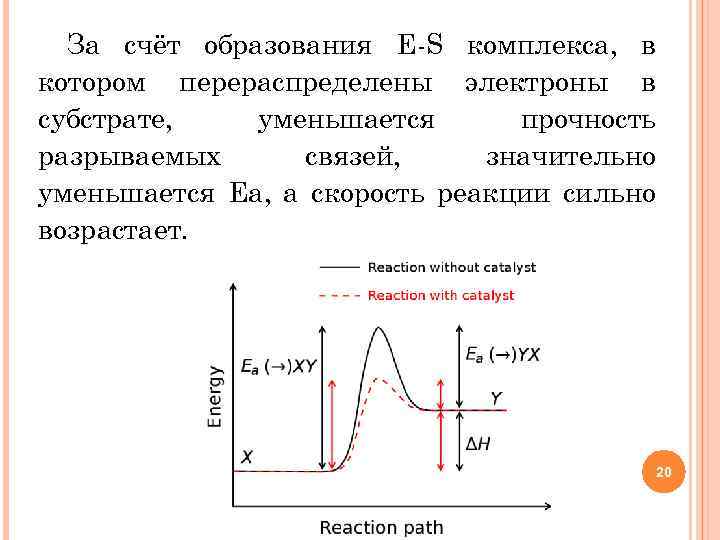 За счёт образования Е-S комплекса, в котором перераспределены электроны в субстрате, уменьшается прочность разрываемых