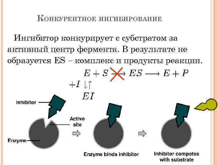 КОНКУРЕНТНОЕ ИНГИБИРОВАНИЕ Ингибитор конкурирует с субстратом за активный центр фермента. В результате не образуется