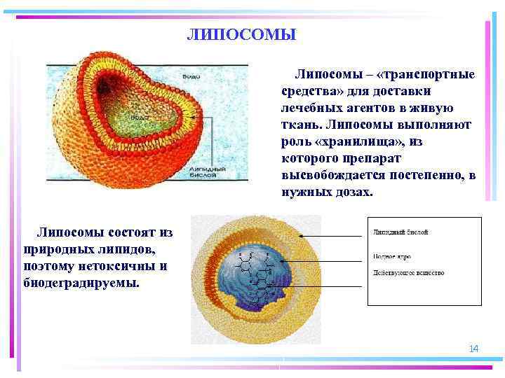 ЛИПОСОМЫ Липосомы – «транспортные средства» для доставки лечебных агентов в живую ткань. Липосомы выполняют
