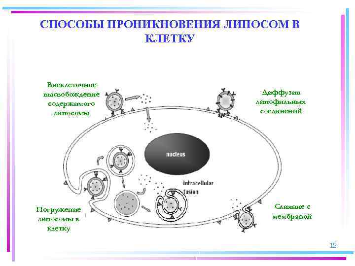 СПОСОБЫ ПРОНИКНОВЕНИЯ ЛИПОСОМ В КЛЕТКУ Внеклеточное высвобождение содержимого липосомы Погружение липосомы в клетку Диффузия