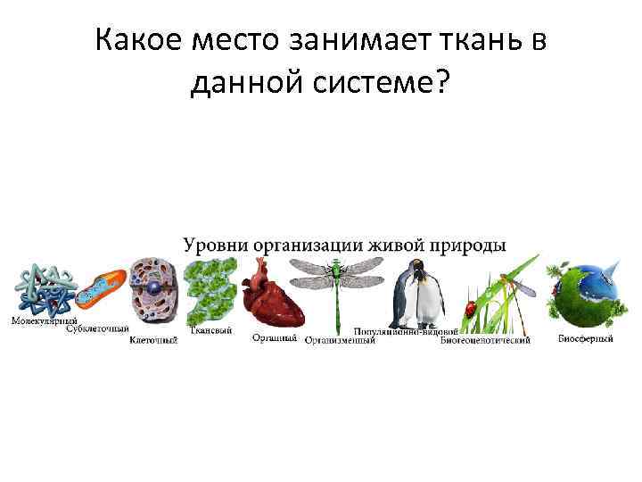 Какое место занимает ткань в данной системе? 