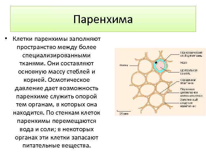 Паренхима • Клетки паренхимы заполняют пространство между более специализированными тканями. Они составляют основную массу