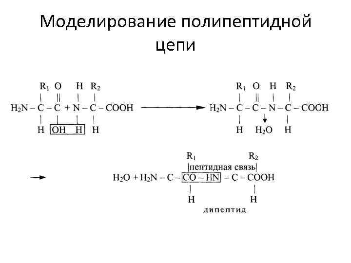Моделирование полипептидной цепи 