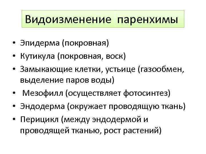 Видоизменение паренхимы • Эпидерма (покровная) • Кутикула (покровная, воск) • Замыкающие клетки, устьице (газообмен,