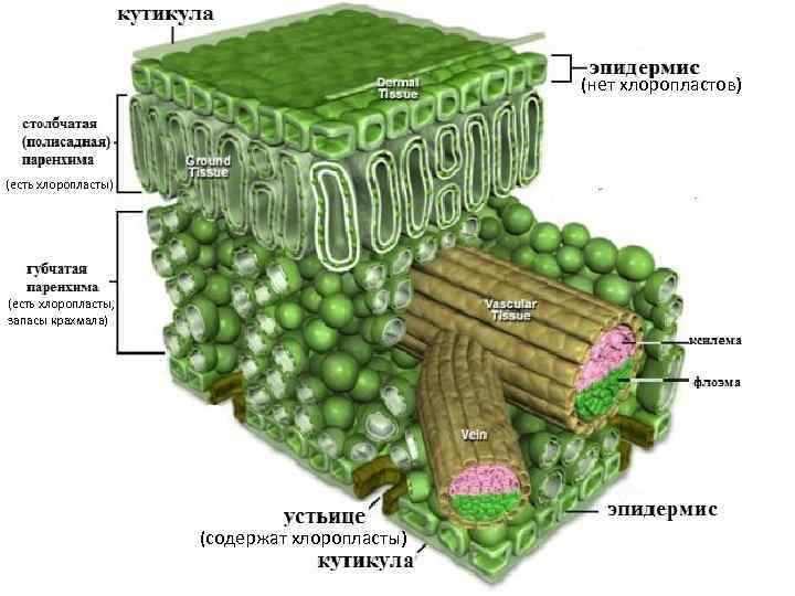 (нет хлоропластов) (есть хлоропласты, запасы крахмала) (содержат хлоропласты) 
