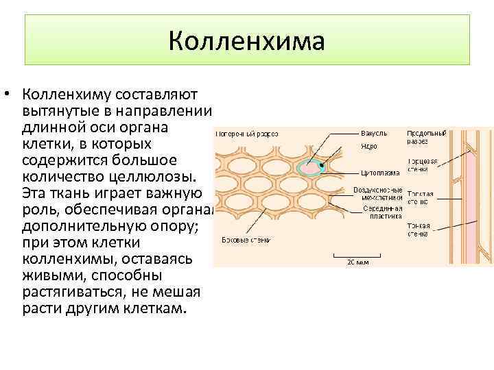 Колленхима • Колленхиму составляют вытянутые в направлении длинной оси органа клетки, в которых содержится