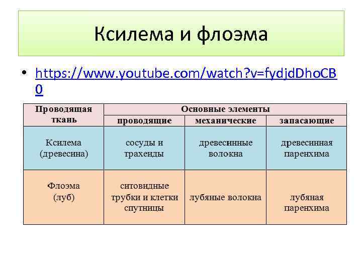 Ксилема и флоэма • https: //www. youtube. com/watch? v=fydjd. Dho. CB 0 