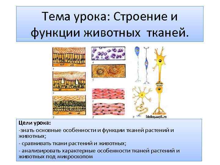 Тема урока: Строение и функции животных тканей. Цели урока: -знать основные особенности и функции