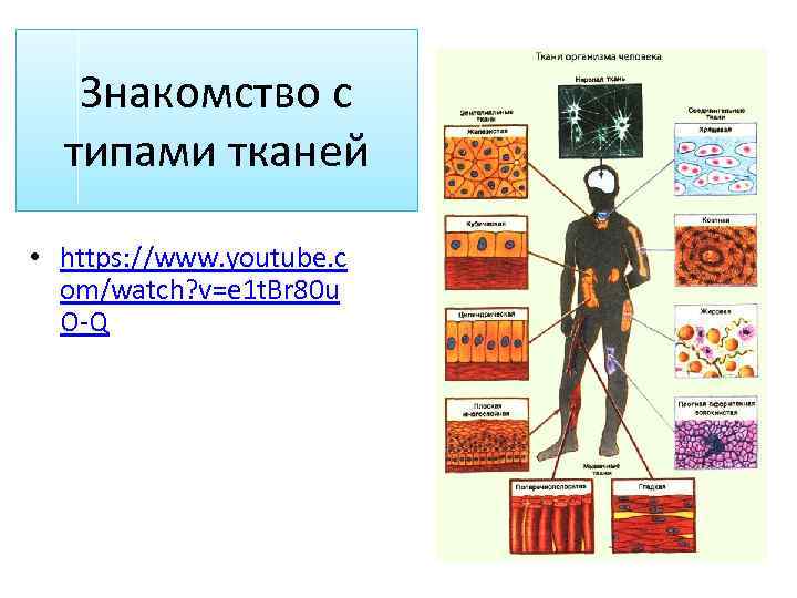 Знакомство с типами тканей • https: //www. youtube. c om/watch? v=e 1 t. Br