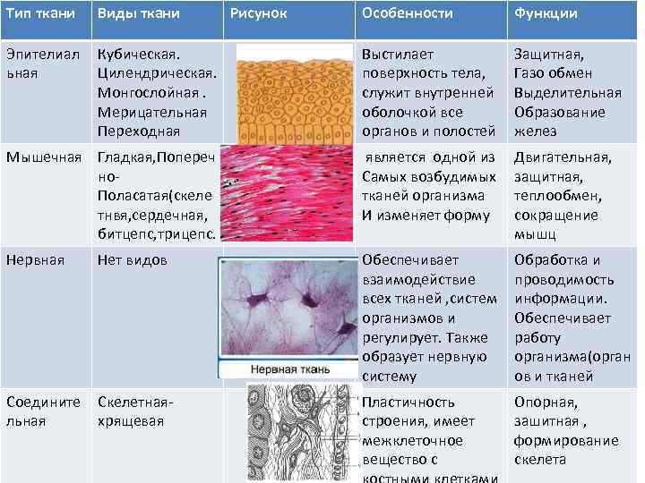 Соединительная ткань человека таблица. Виды тканей их строение и функции таблица. Эпителиальная ткань особенности строения таблица. Эпителиальная соединительная мышечная нервная ткани таблица. Ткани виды тканей анатомия функции.