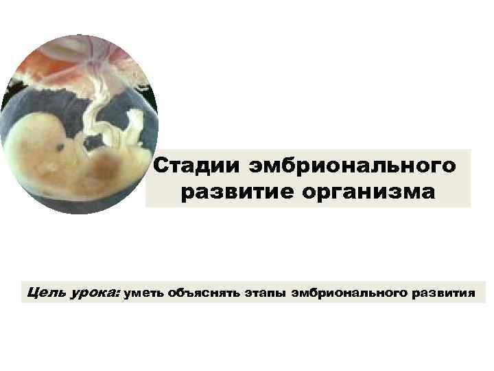 Стадии эмбрионального развитие организма Цель урока: уметь объяснять этапы эмбрионального развития 