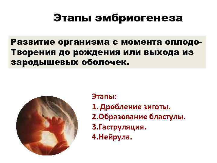 Этапы эмбриогенеза Развитие организма с момента оплодо. Творения до рождения или выхода из зародышевых