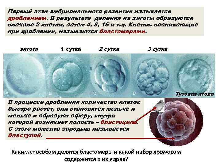 Первый этап эмбрионального развития называется дроблением. В результате деления из зиготы образуются вначале 2