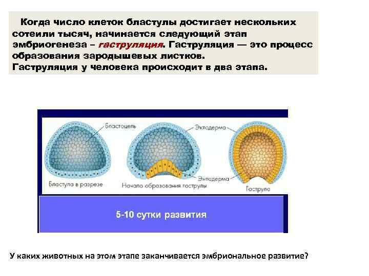  Когда число клеток бластулы достигает нескольких сотеили тысяч, начинается следующий этап эмбриогенеза –