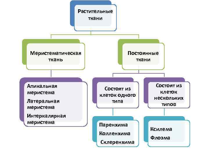 Постоянные растительные ткани