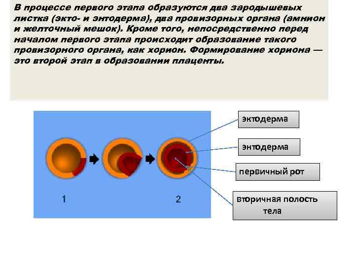 В процессе первого этапа образуются два зародышевых листка (экто- и энтодерма), два провизорных органа