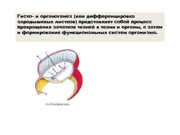 Гисто– и органогенез (или дифференцировка зародышевых листков) представляет собой процесс превращения зачатков тканей в