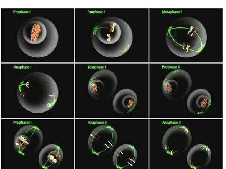 После детерминации клеток, т. е. после окончательного формирования эпигенома, начинается дифференцировка – процесс морфологической,