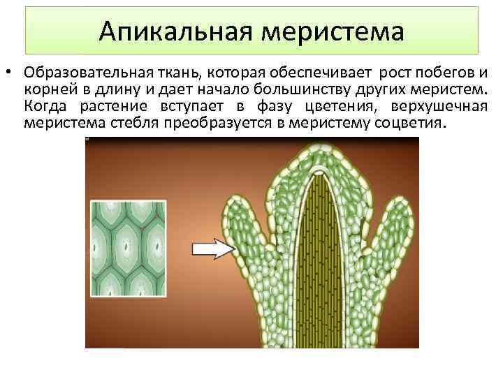 Образовательная ткань фото