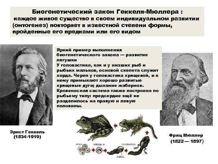 Биогенетический закон Геккеля-Мюллера : каждое живое существо в своем индивидуальном развитии (онтогенез) повторяет в