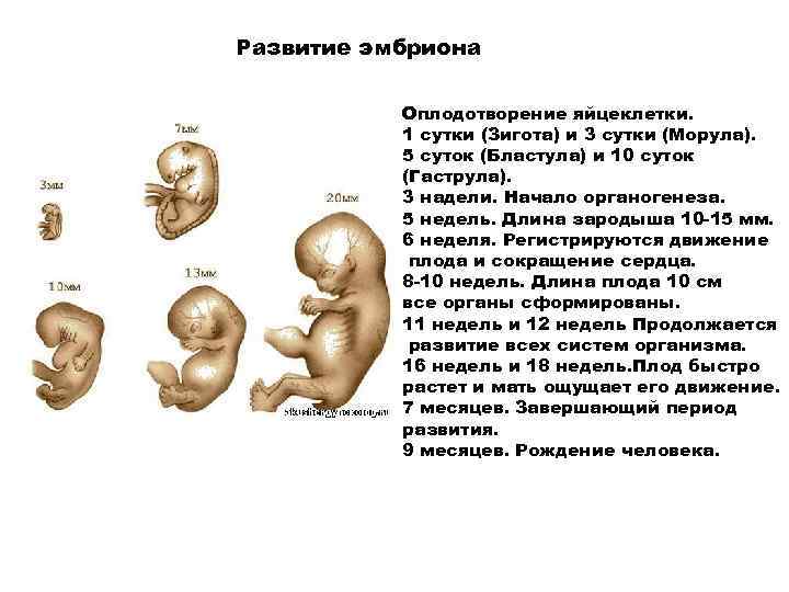 Формы развития плода. Стадии развития зародыша человека. Формирование зародыша человека по неделям. Этапы развития человеческого эмбриона.
