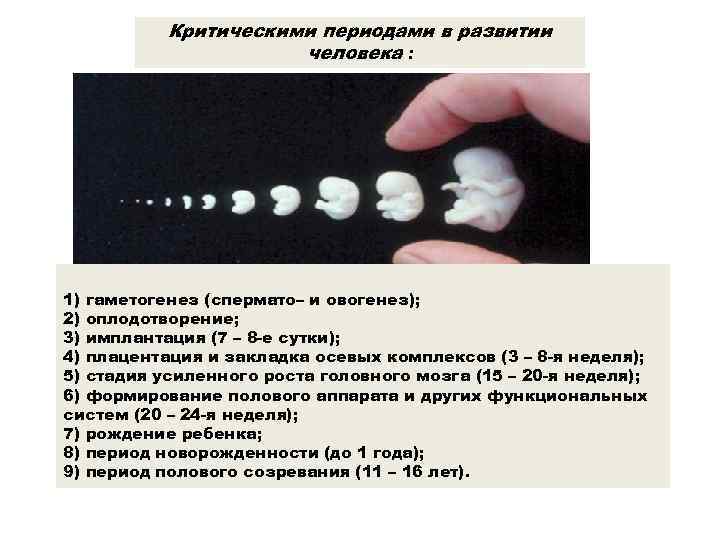 Критическими периодами в развитии человека : 1) гаметогенез (спермато– и овогенез); 2) оплодотворение; 3)