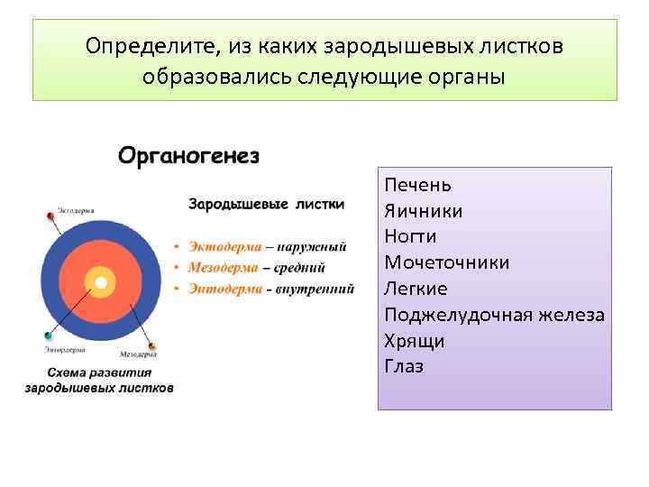 Определите, из каких зародышевых листков образовались следующие органы Печень Яичники Ногти Мочеточники Легкие Поджелудочная