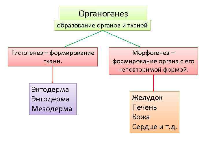 Органогенез образование органов и тканей Гистогенез – формирование ткани. Эктодерма Энтодерма Мезодерма Морфогенез –