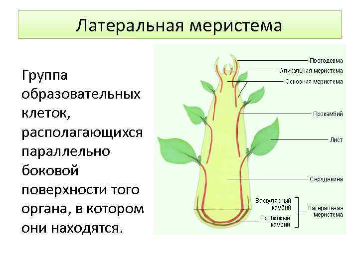 Латеральная меристема Группа образовательных клеток, располагающихся параллельно боковой поверхности того органа, в котором они