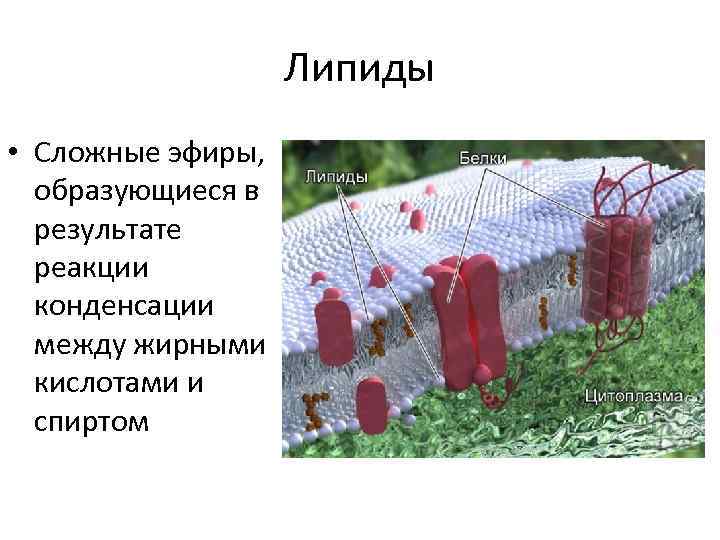 Липиды • Сложные эфиры, образующиеся в результате реакции конденсации между жирными кислотами и спиртом
