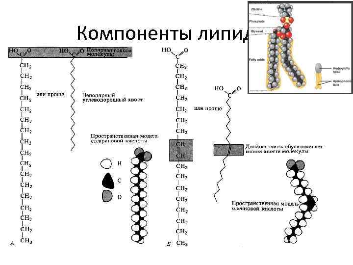 Компоненты липидов 