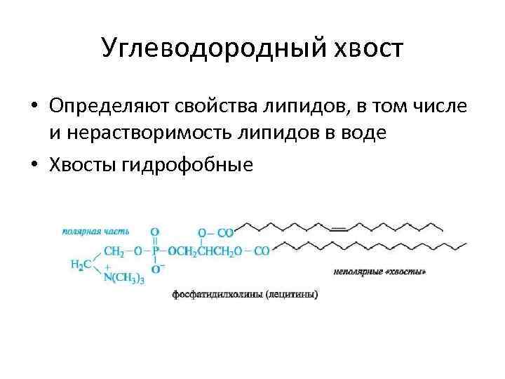 Углеводородный хвост • Определяют свойства липидов, в том числе и нерастворимость липидов в воде
