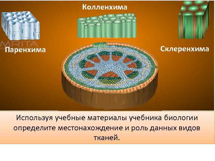 Колленхима Паренхима Склеренхима Используя учебные материалы учебника биологии определите местонахождение и роль данных видов