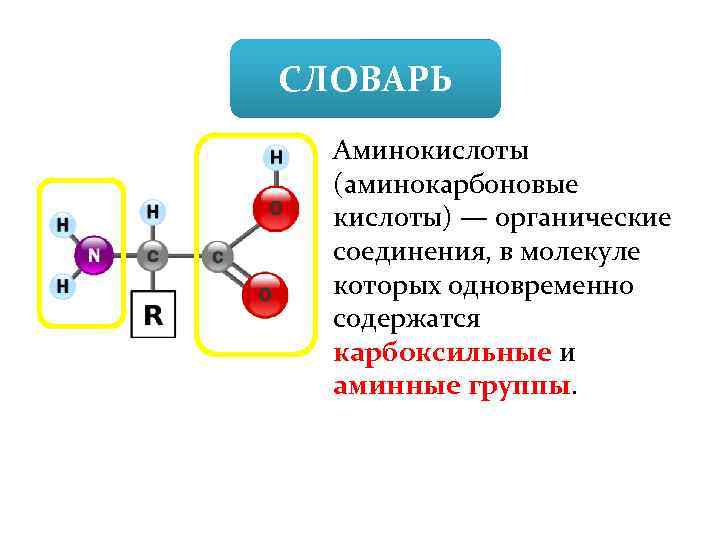 Аминокислотные молекулы. Аминокислоты и органические кислоты. Аминокислоты органические соединения в молекуле которых. В молекулах аминокислот содержатся. Аминокислоты в молекуле органического вещества.