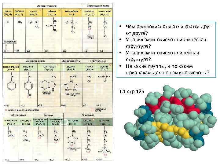  • Чем аминокислоты отличаются друг от друга? • У каких аминокислот циклическая структура?