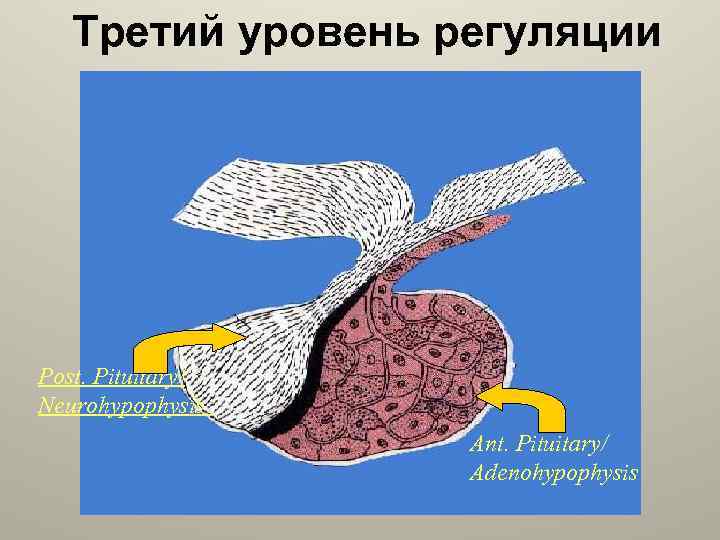 Третий уровень регуляции Post. Pituitary/ Neurohypophysis Ant. Pituitary/ Adenohypophysis 