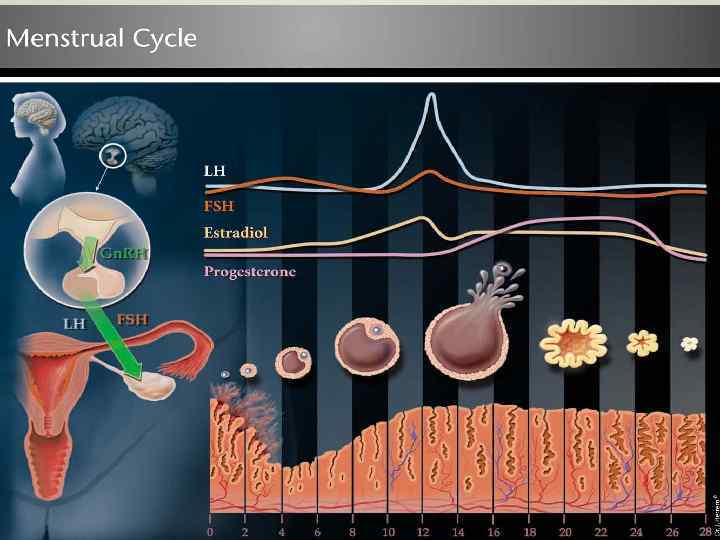 Экстренная овуляция. Менструальный цикл. Овуляция гормоны. Нарушение овуляции. Менструационного цикла картинки.