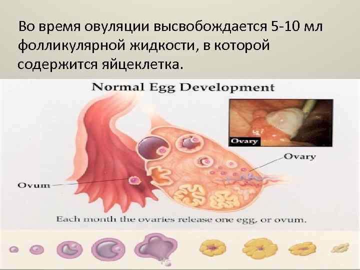 Во время овуляции высвобождается 5 10 мл фолликулярной жидкости, в которой содержится яйцеклетка. 
