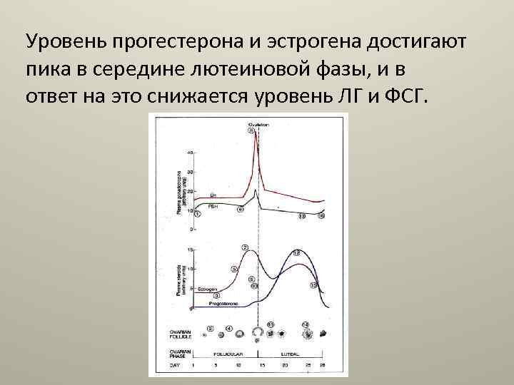 Уровень прогестерона и эстрогена достигают пика в середине лютеиновой фазы, и в ответ на