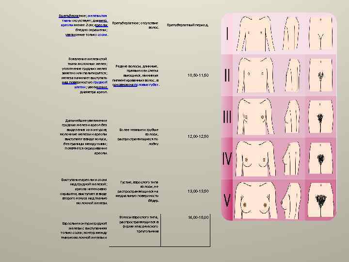 Препубертатное; железистая ткань отсутствует; диаметр Препубертатное; отсутствие ареолы менее 2 см; ареолы волос. бледно