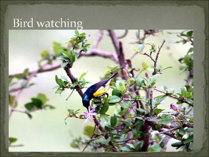 Bird watching 