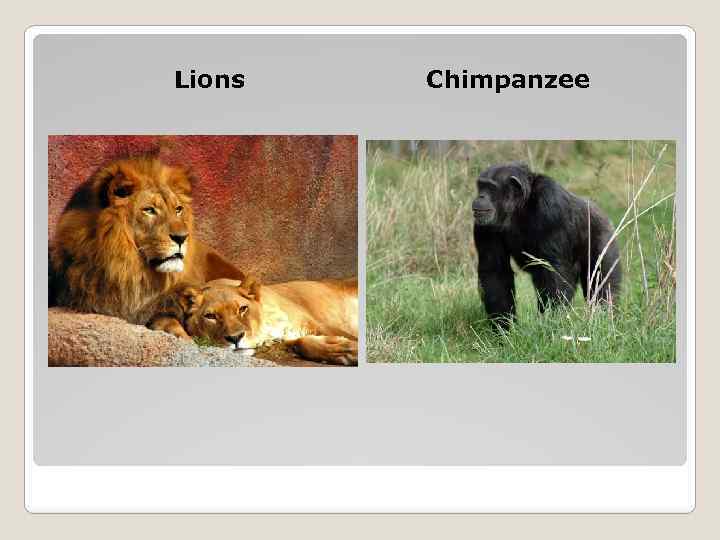 Lions Chimpanzee 